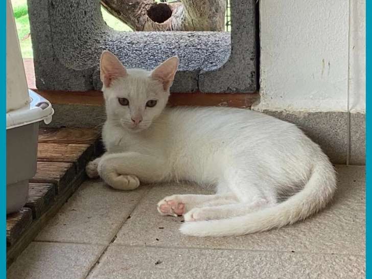 En attente d'une famille : chaton mâle de couleur blanche