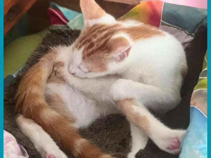 À accueillir : chaton mâle roux et blanc
