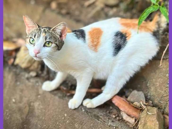 En quête d'un foyer : chatte âgée d'un an
