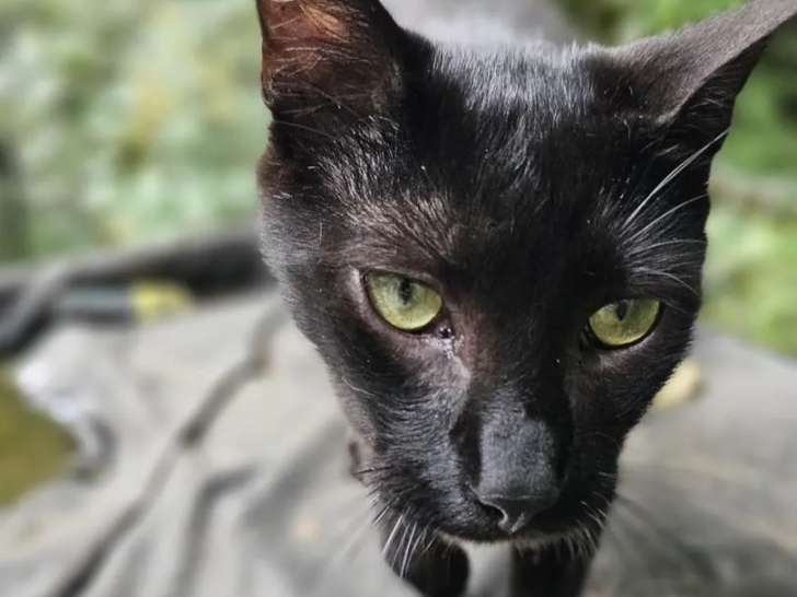 Adoption disponible : chat de couleur noire