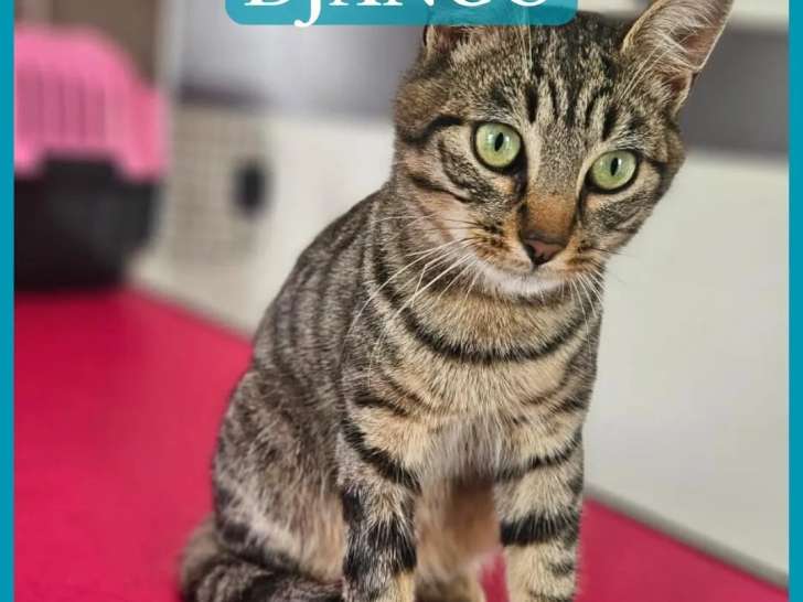 À la recherche d'une famille : chat à la fourrure tigrée