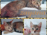 Chaton femelle tigré à adopter