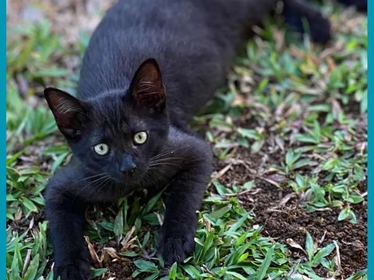 Chaton mâle de 5 mois disponible à l'adoption