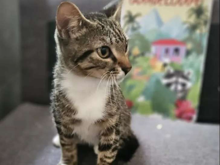 Chaton mâle de 7 mois prêt pour l’adoption