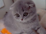 Chatonne Scottish Fold à vendre