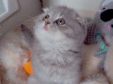 Chatonne Scottish Fold à vendre