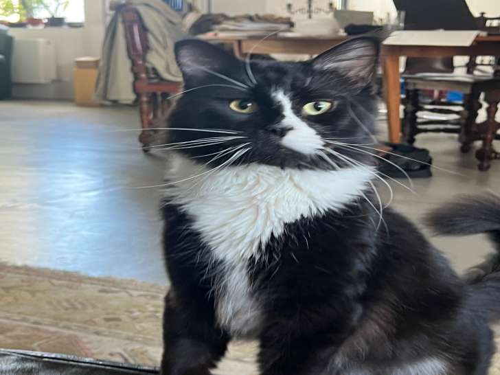 Jeune mâle Maine Coon de 1 an à vendre