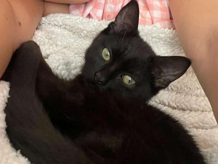 Ortensia, chatonne noire à adopter en association