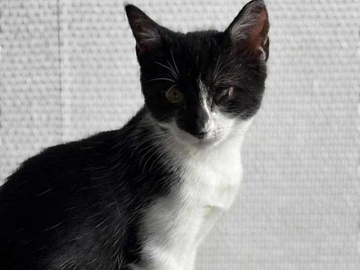 Tiramisu, chatonne noir et blanc à adopter en association