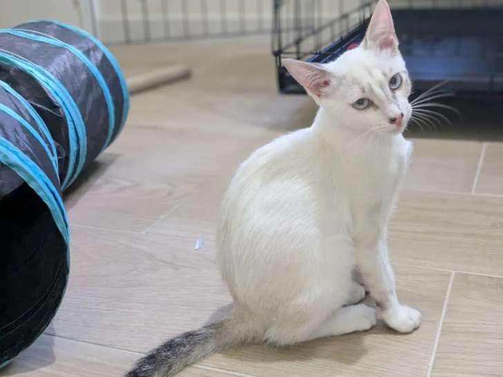 Chaton femelle tricolore en attente d’une famille
