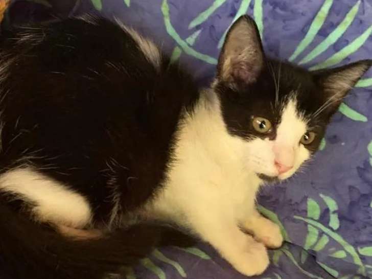 Chatonne noire et blanche à accueillir