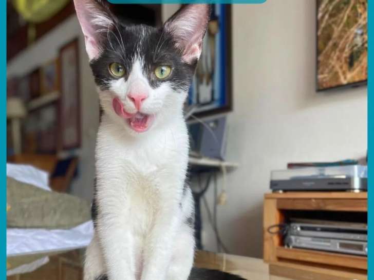 Chaton mâle de 6 mois en quête d’une famille