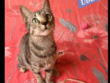 Adoption disponible : chaton mâle tigré
