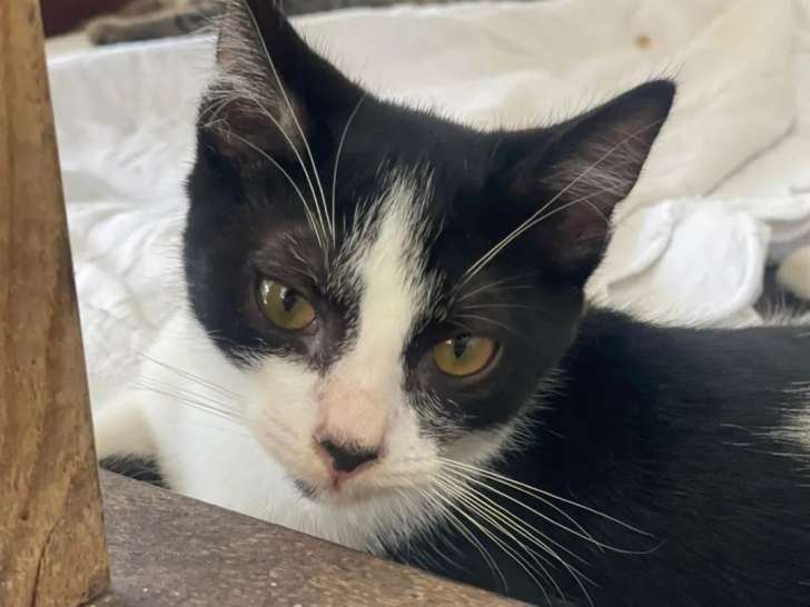 À la recherche d'une famille : chaton mâle noir et blanc