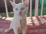 À adopter, chaton mâle blanc