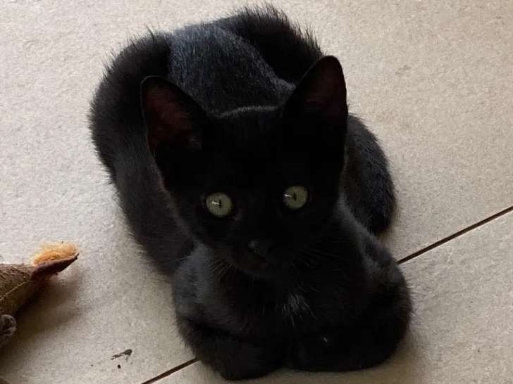 Disponible à l'adoption, chaton femelle de 5 mois