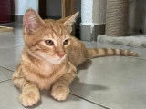 En attente d'adoption, chaton mâle tigré roux