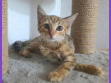Prête pour l'adoption, chatonne tigrée