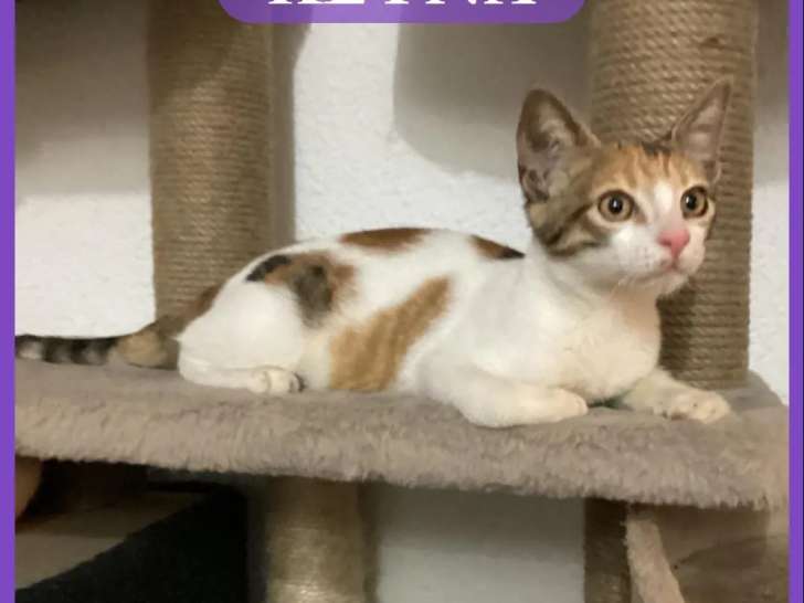 À accueillir, chatonne tricolore