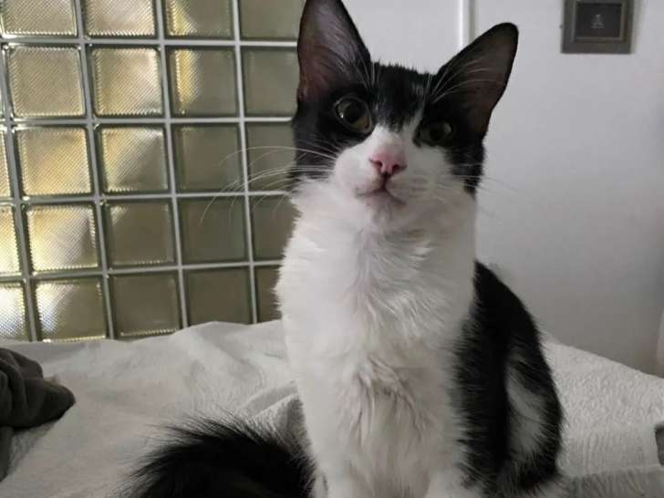 En quête d'un foyer, chatonne de 6 mois