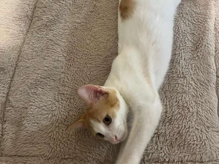 À la recherche d'un foyer, chaton mâle de 7 mois