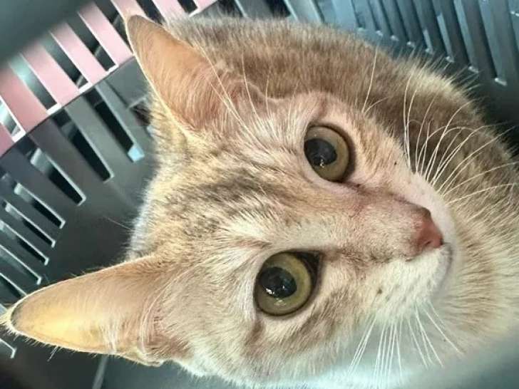 Chaton femelle tigré prêt pour l'adoption