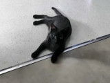 Chatte d'un an en attente d'une famille