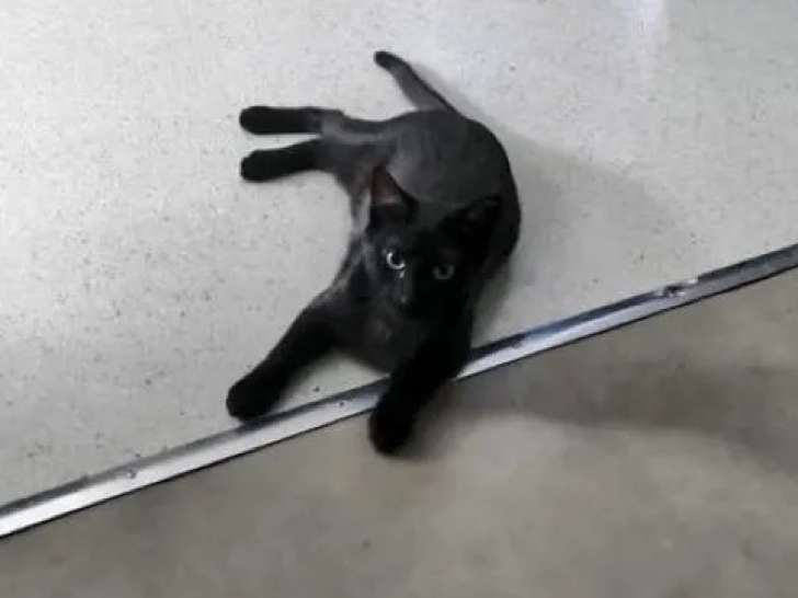 Chatte d'un an en attente d'une famille
