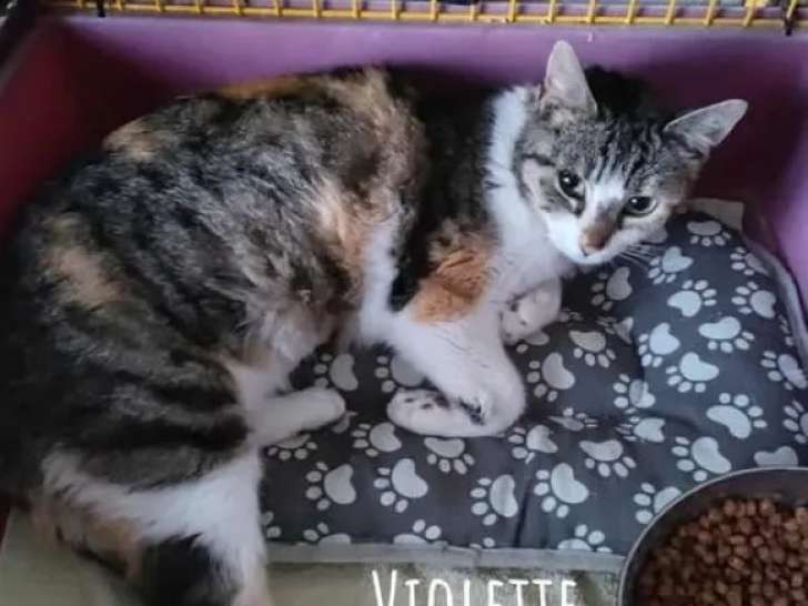 Chatte tricolore à accueillir