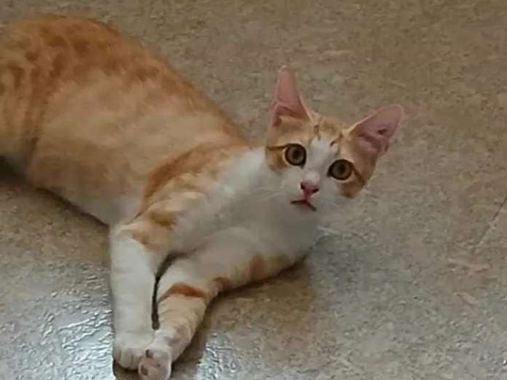 Chat roux et blanc en quête d’un foyer