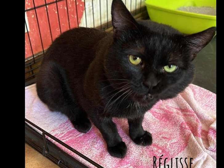Adoption disponible : chat âgé de 2 ans