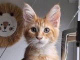 Maine Coon LOOF Red Silver Mackerel Tabby