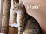À adopter, chatte d'un an