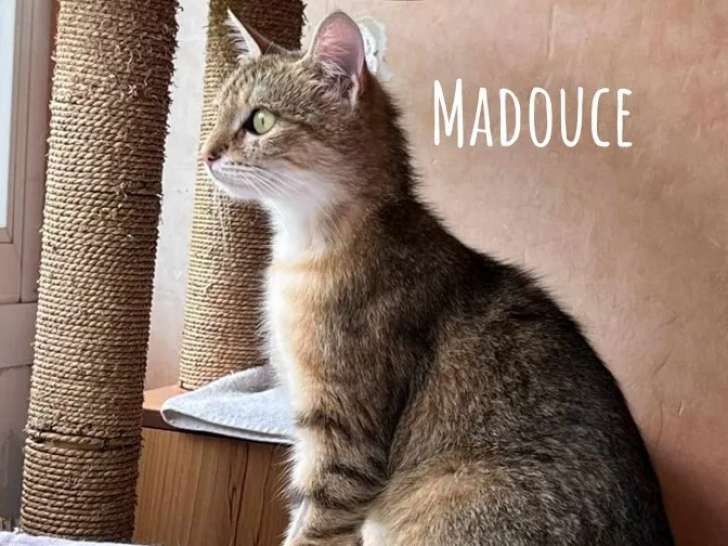 À adopter, chatte d'un an