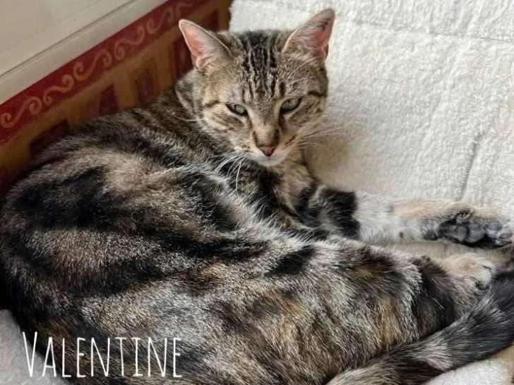 Disponible à l'adoption, chatte de 2 ans