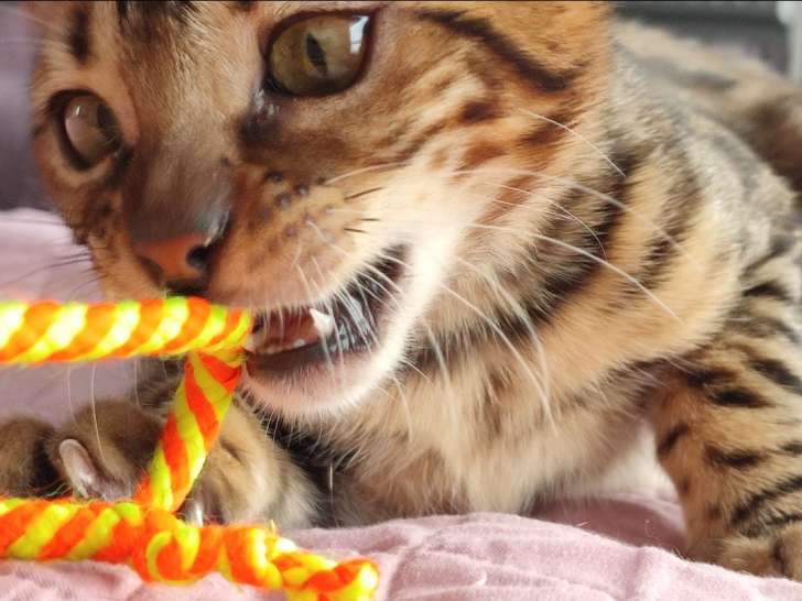 Chaton Bengal brown de 7 mois à vendre