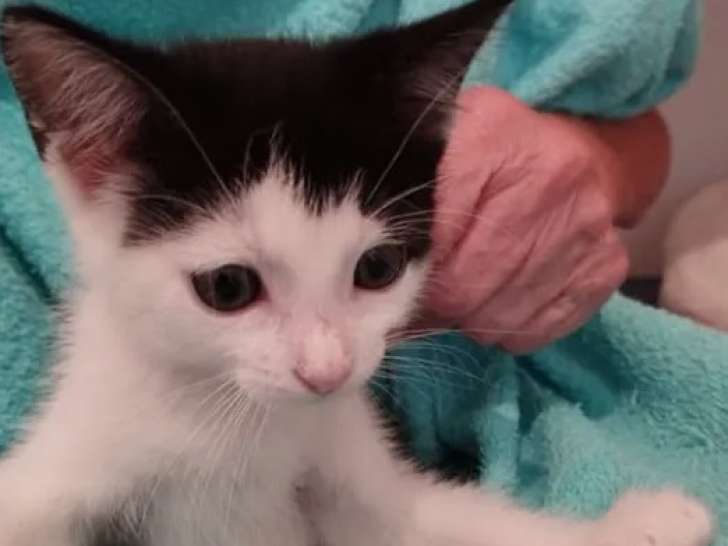 Prêt pour l'adoption, chaton mâle d'un mois