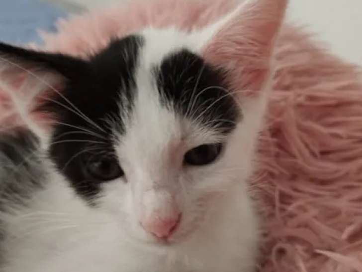 En quête d'un foyer, chaton femelle d'un mois