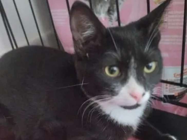 À la recherche d'un foyer, chaton femelle noir et blanc