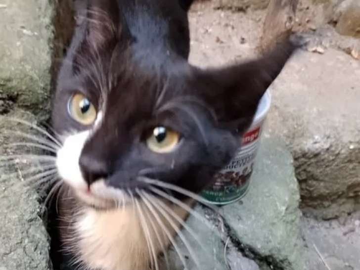 À adopter : chaton femelle âgé de 3 mois