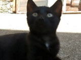 Disponible à l'adoption : chaton femelle noir