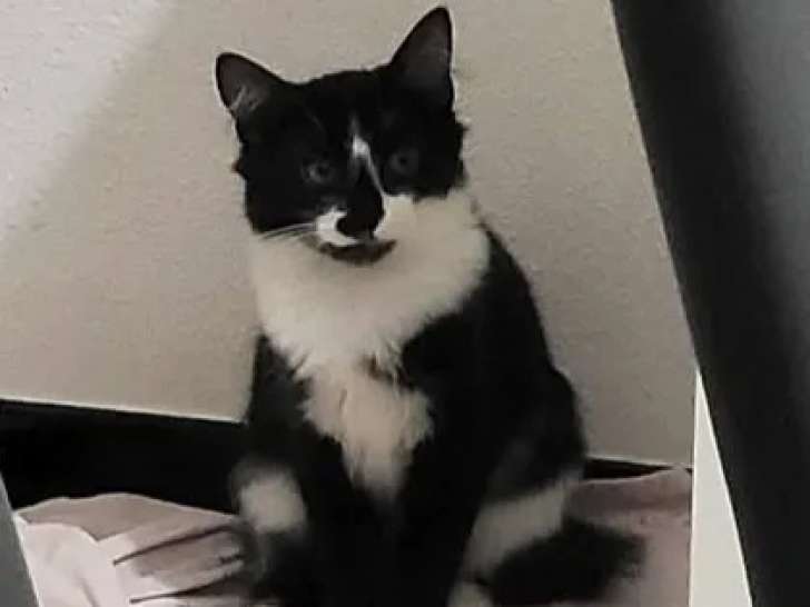 En attente d'adoption : chaton mâle au pelage noir et blanc