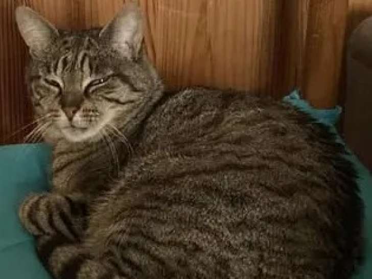 Prêt pour l’adoption : chat âgé de 8 ans