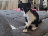 En attente d'un foyer : chaton femelle de 4 mois