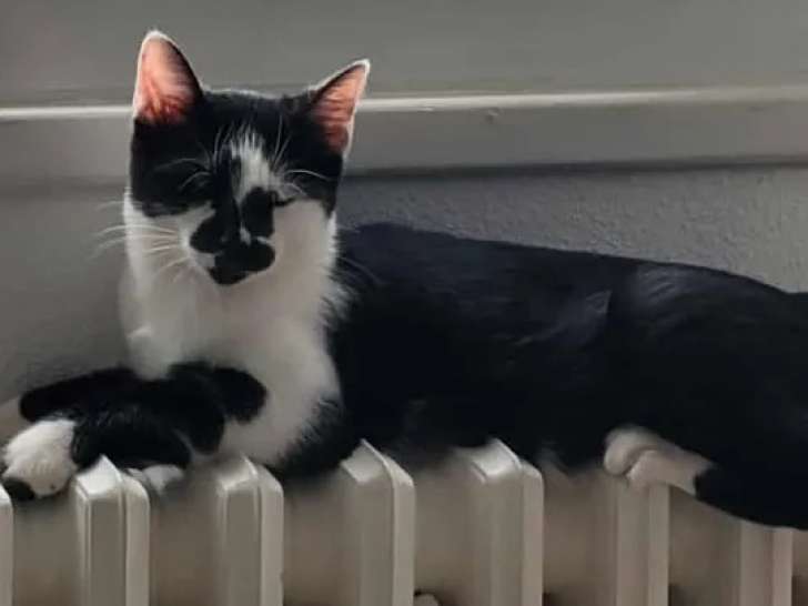 À accueillir : chaton mâle de 4 mois
