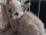 En quête d’une famille : chaton mâle Siamois d’un mois