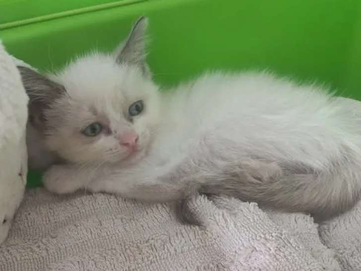 Adoption disponible : chatonne Siamoise blanche