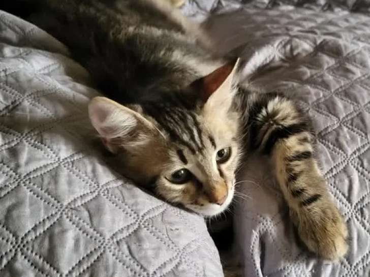À la recherche d'une famille : chaton mâle de 4 mois