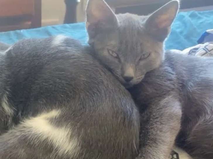 Chatons mâles gris et blancs à adopter