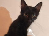 Chaton mâle au pelage noir disponible à l'adoption